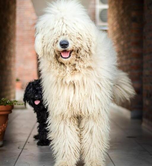 بنسيون öregtölgy Vendégház