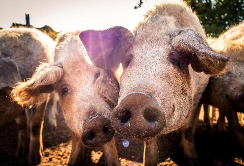 بنسيون öregtölgy Vendégház