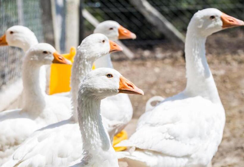 بنسيون öregtölgy Vendégház