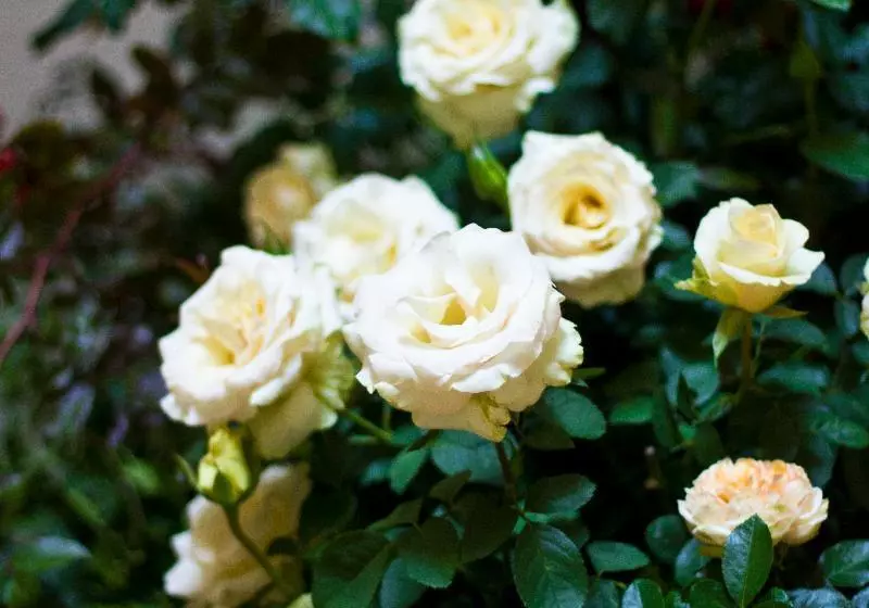 Hotelli Residence Hilda