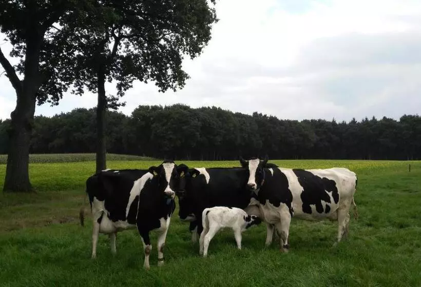 Aamiaismajoitus (B&B) Erve Praestinck