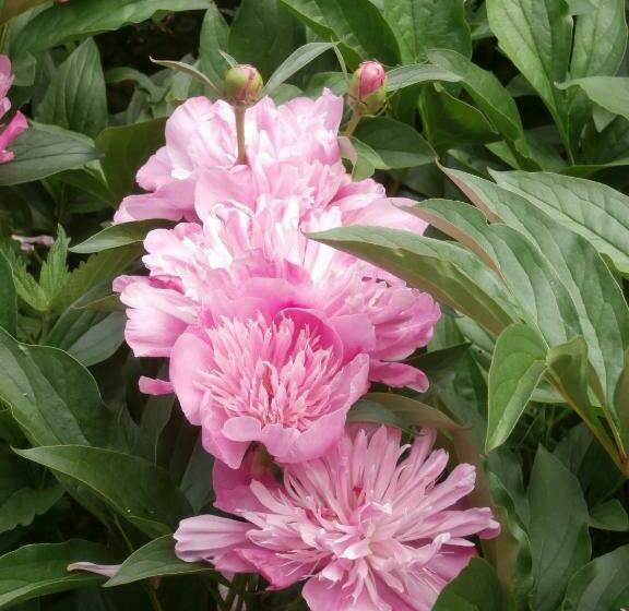 민박 La Parisienne Des Amognes