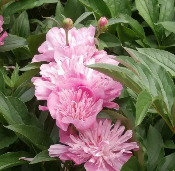 Aamiaismajoitus (B&B) La Parisienne Des Amognes