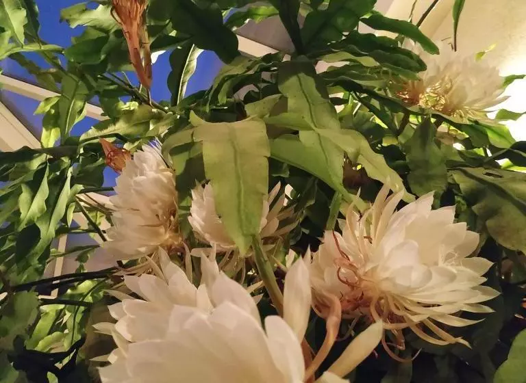 Bed and Breakfast Maison La Grande Serre