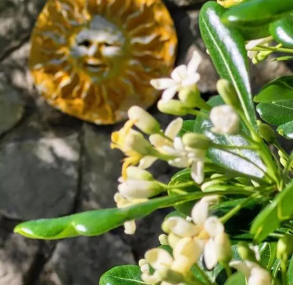 Aamiaismajoitus (B&B) Mas De Bouilhac