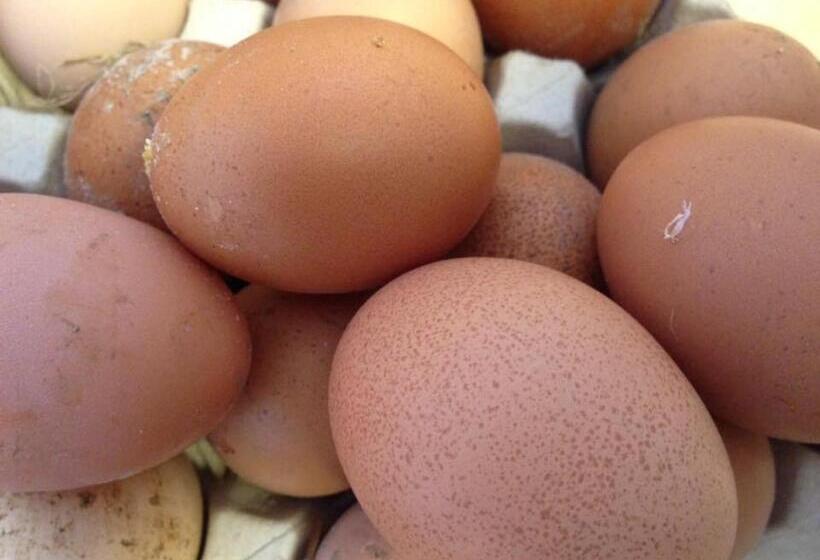 酒店 Agriturismo Biologico La Buona Terra