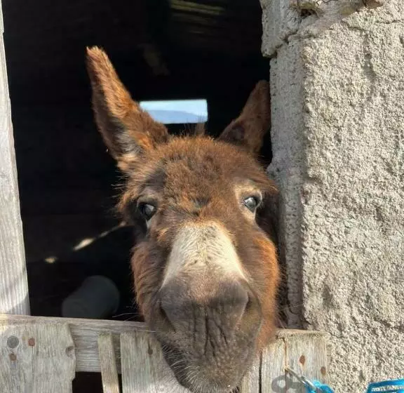 هتل Agriturismo Sa Pigalva