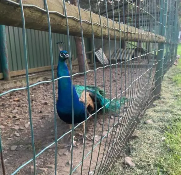 Majatalo Sadyba Lesivykh