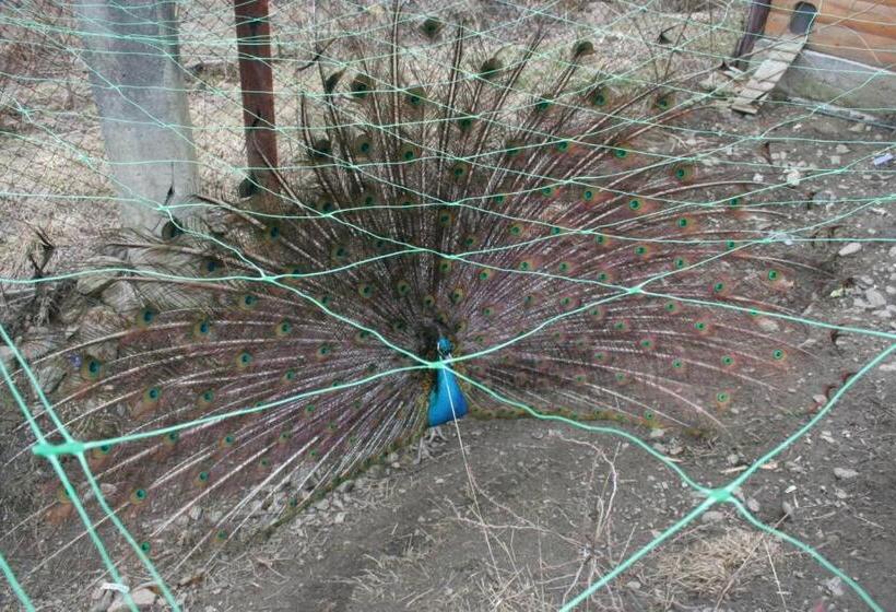 بنسيون Sadyba Lesivykh