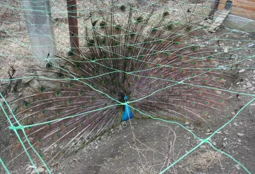 Majatalo Sadyba Lesivykh