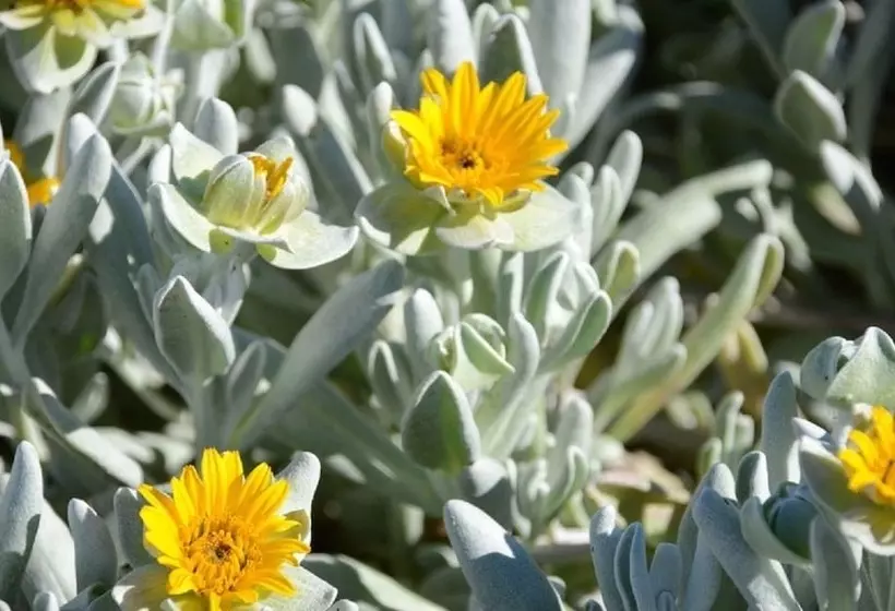 Hotelli West Coast Luxury Tents