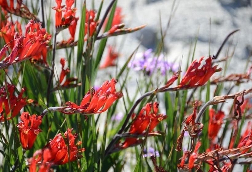 ホテル West Coast Luxury Tents