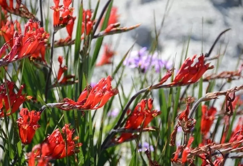 Hotelli West Coast Luxury Tents