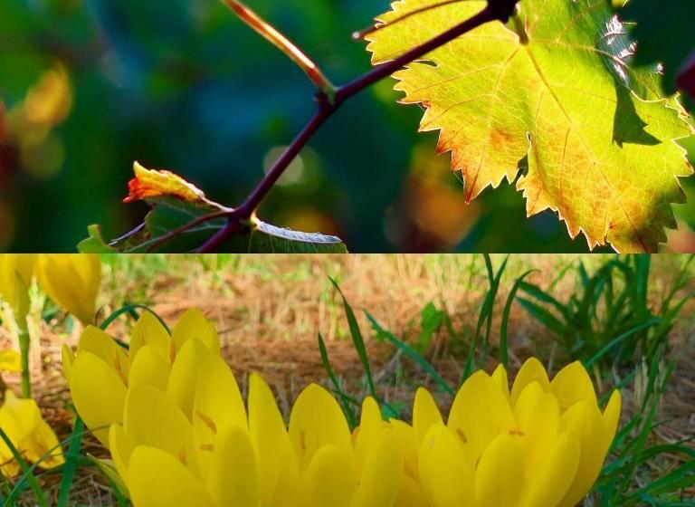 Пансион La Maison Grenadine Près Du Canal Du Midi