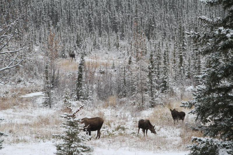 فندق Northern Sky Lodge