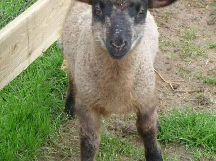 Maaseutuhotelli Birchill Farm Holiday Cottages