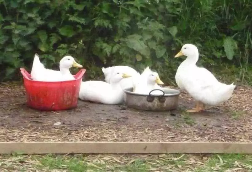 Maaseutuhotelli Birchill Farm Holiday Cottages