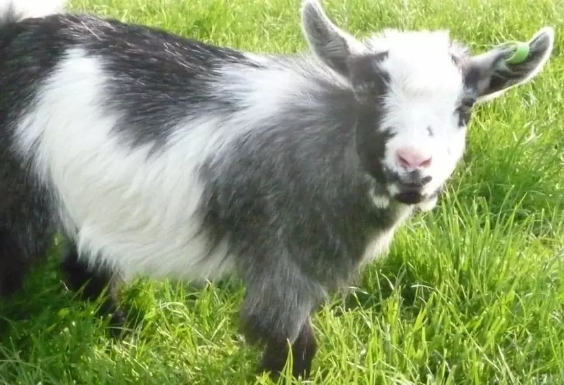 Maaseutuhotelli Birchill Farm Holiday Cottages