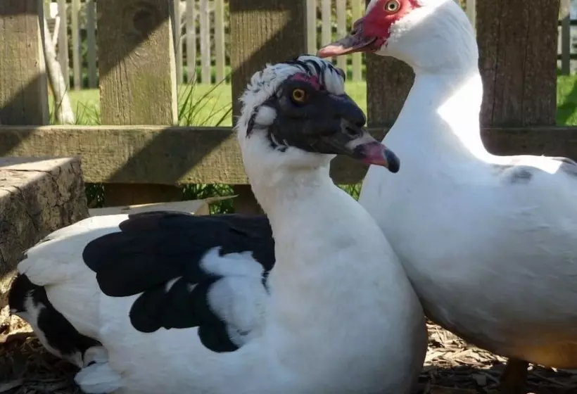 Maaseutuhotelli Birchill Farm Holiday Cottages