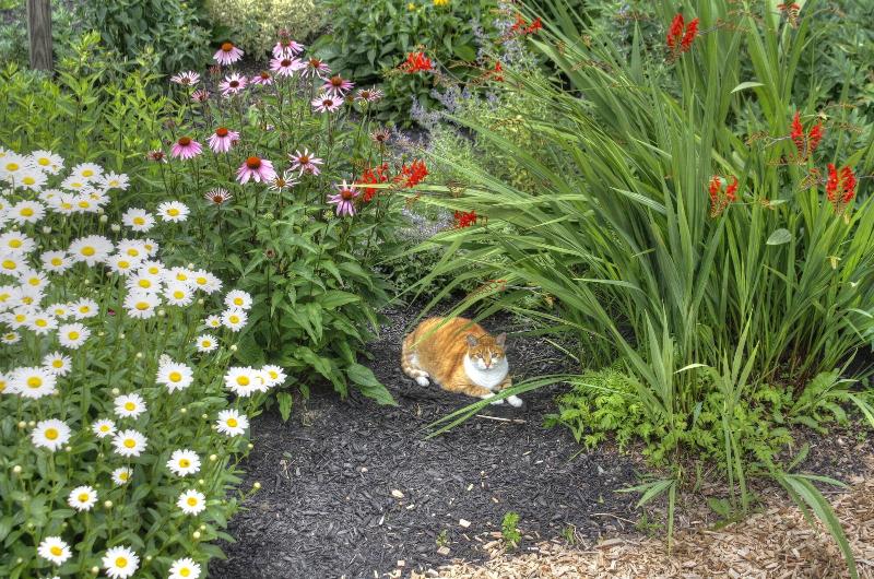 Los Gatos Bed & Breakfast