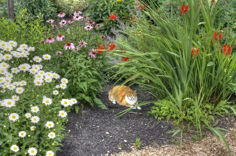 Los Gatos Bed & Breakfast