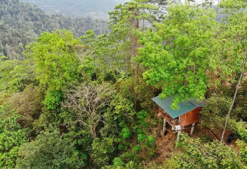 Hotelli Tree Houses By Jungle River