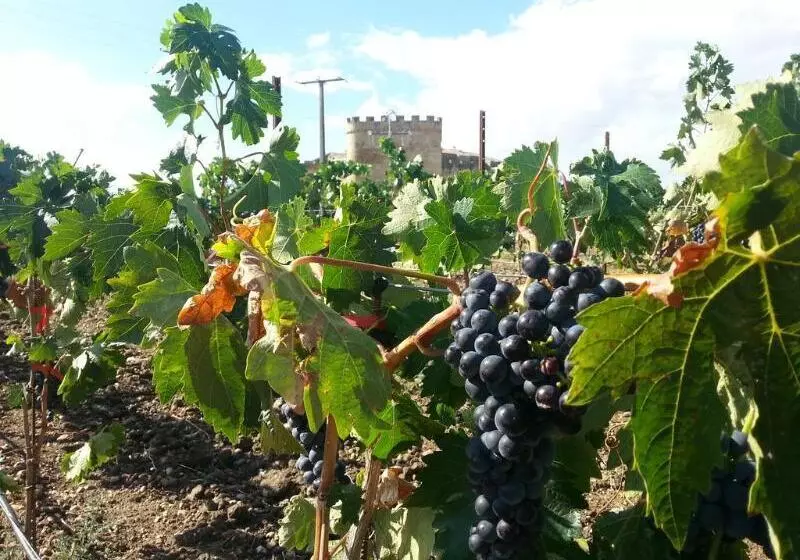 Сельский отель Posada Real Castillo Del Buen Amor