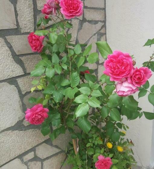 پانسیون Apartments Beka