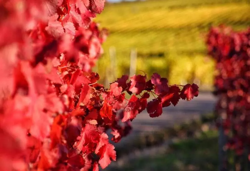 ペンション Weingut Koch