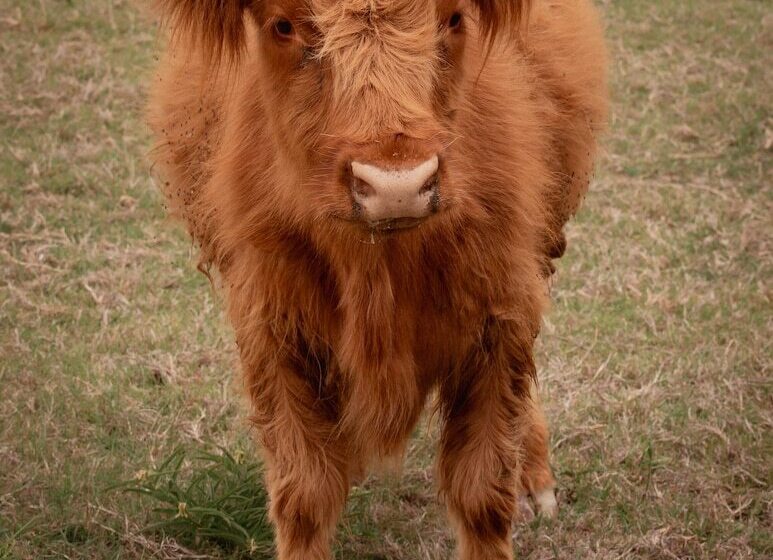 호텔 Blue Hills Ranch