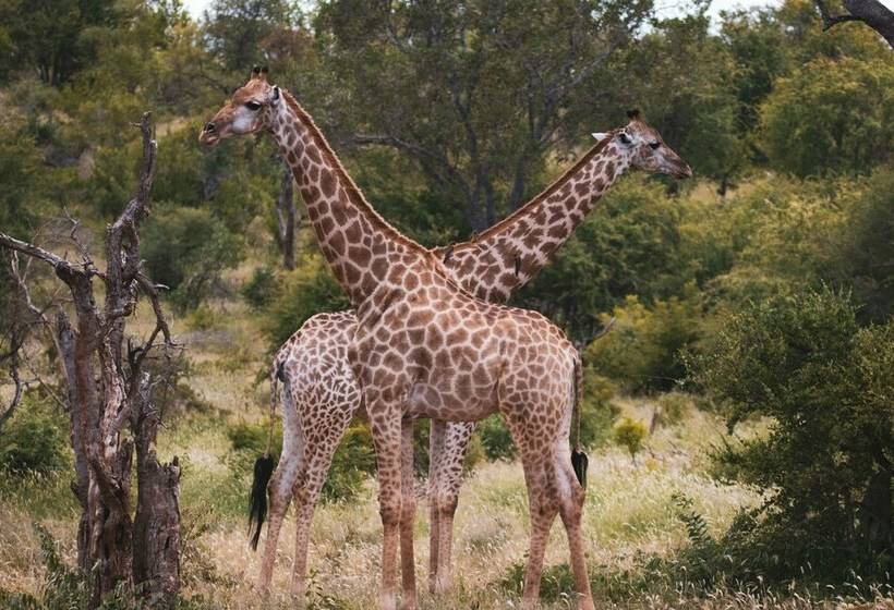 酒店 Klaserie Sands Safari Trails