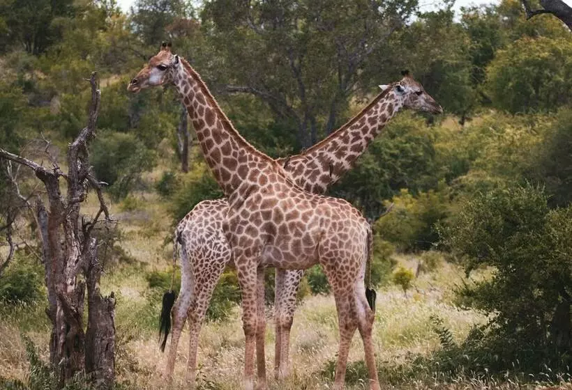 هتل Klaserie Sands Safari Trails