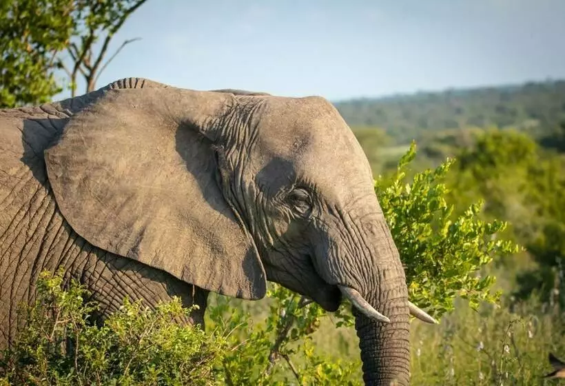 هتل Klaserie Sands Safari Trails