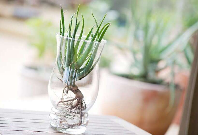 酒店 Klaserie Sands Safari Trails