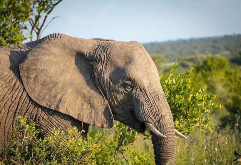 酒店 Klaserie Sands Safari Trails