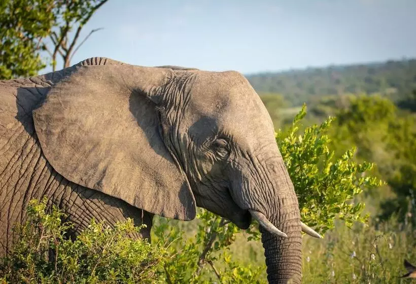 هتل Klaserie Sands Safari Trails