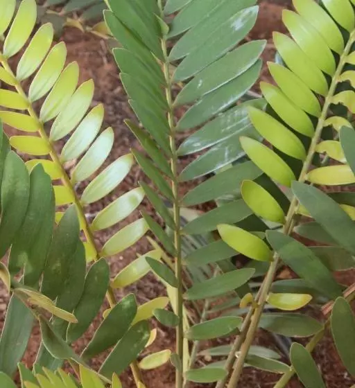 Hotelli Mulga Country Motor Inn