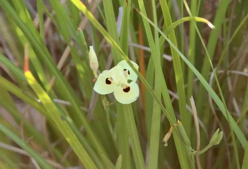 Hotelli Mulga Country Motor Inn