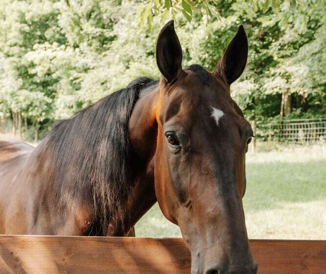 فندق صغير Sojourner's Lodge & Log Cabin Suites