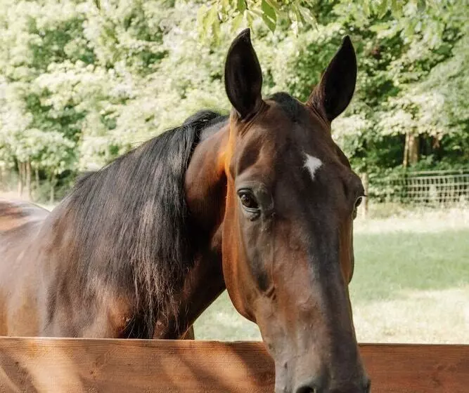 Retkeilymaja Sojourner's Lodge & Log Cabin Suites