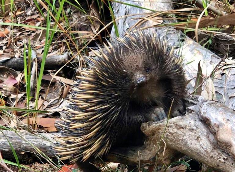 הוסטל Yha Pittwater Eco, Sydney