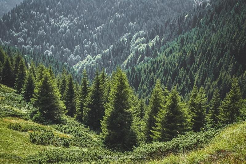 Resort Milmari Mm L24