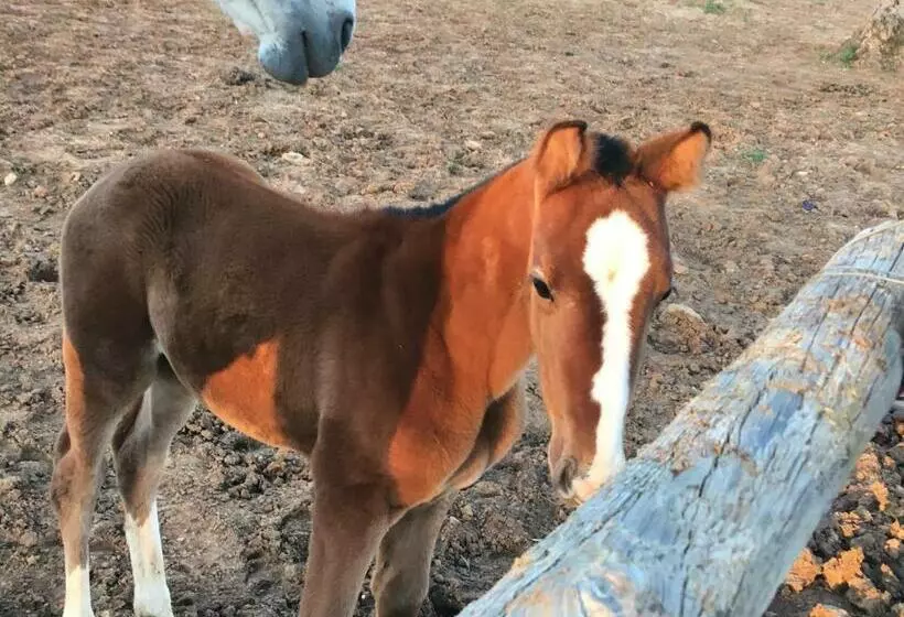 هتل روستایی Hacienda La Indiana