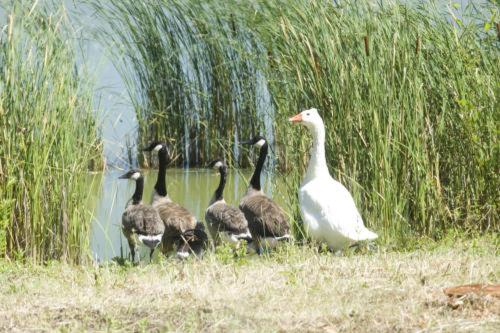 فندق The Hickstead