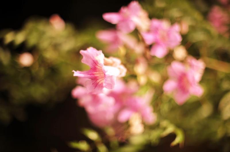 ホテル Rural Biniarroca  Adults Only