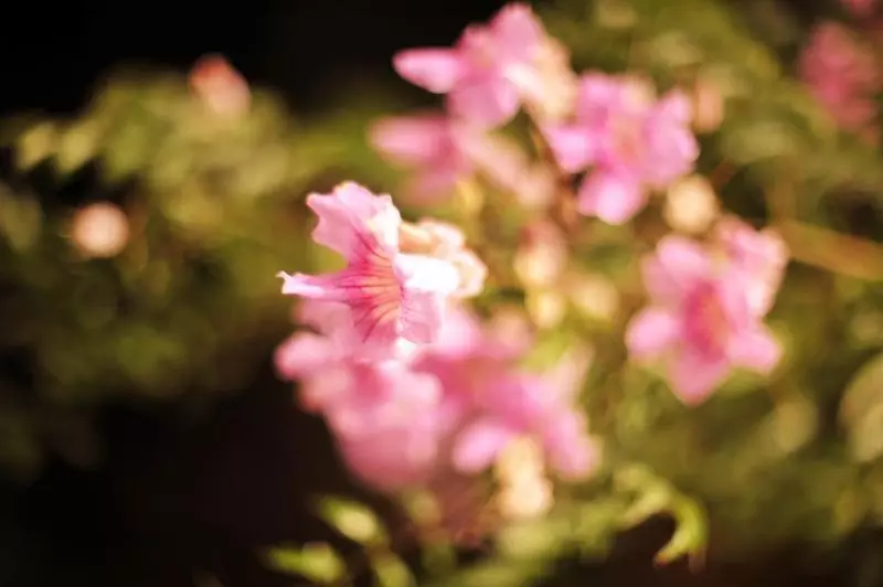 Hotel Rural Biniarroca Adults Only