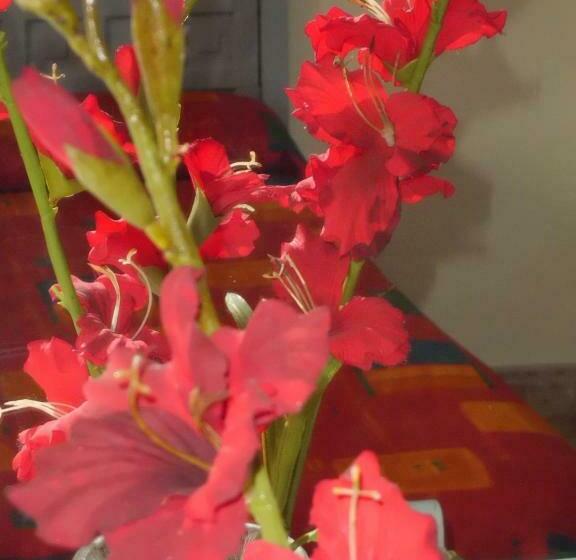 Apartamentos Chinyero