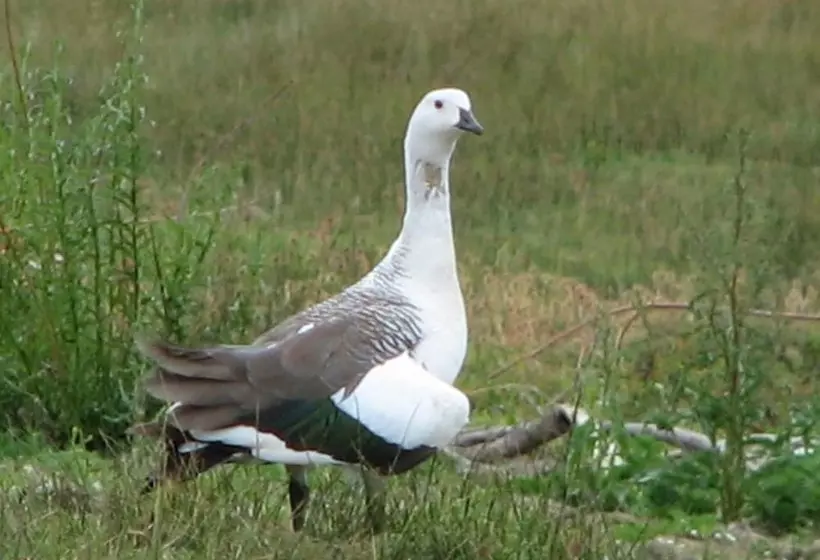 בית מלון כפרי Hosteria Cauquenes De Nimez