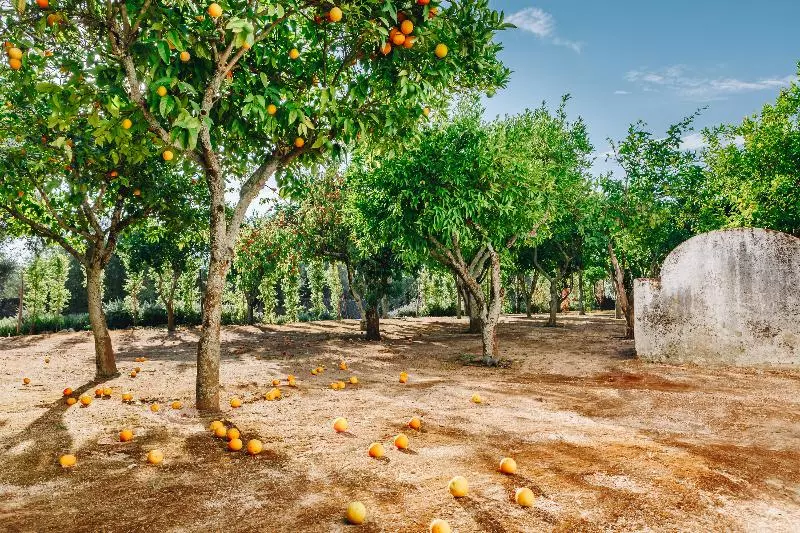 Convento Do Espinheiro, Historic Hotel & Spa