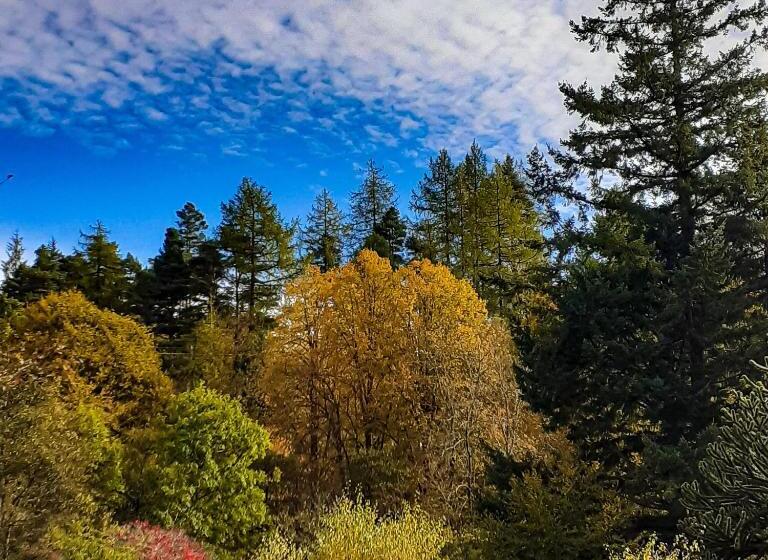 Отель The White Stag